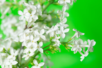 Blossoming white common lilac, Syringa vulgaris, this tree is often clutivated in gardens and attratcs many insects
