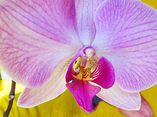 Macro  Pink Orchid Flower Background 