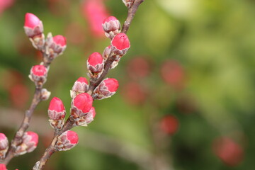 開花間近のたくさんの紅梅、楊貴妃の蕾のアップ。左寄り