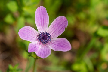 Beautiful wild pink Anemones growing in wooded areas and open meadows in Israel
