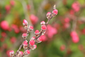 開花寸前のたくさんの紅梅、楊貴妃の蕾のアップ。左寄り