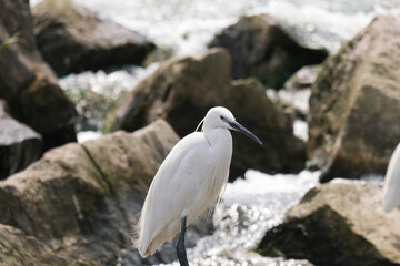  Egret on the rocks of the Nile river