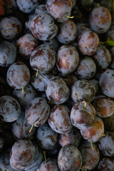 plum texture, top view