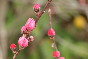 真っ直ぐの枝についた開花寸前の複数の紅梅、楊貴妃の蕾のアップ