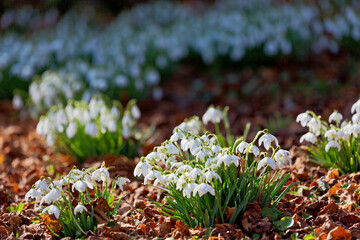 Lila Krokusse im Frühling
