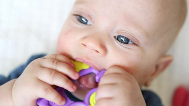 close-up portrait of blue eyed baby infant playing with purple teether, biting it with teeth-less gums. child baby teething problems. caucasian baby face licking, biting, sucking teether toy in mouth