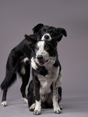 Fototapeta premium two dogs hugging. Happy Border Collie on a grey background in studio. love pet