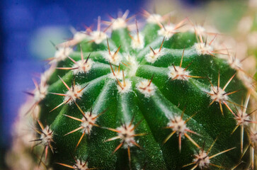 cactus close up, houseplants, succulents