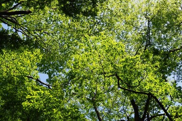 新緑の森の枝葉　緑の背景	