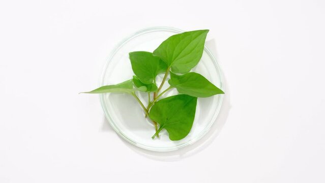Flatlay of heartleaf decorated in petri dish in white background for advertising 