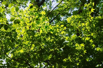 Fototapeta na wymiar 新緑の森の枝葉