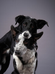 two dogs hugging. Happy Border Collie on a grey background in studio. love pet
