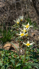 White spring flowers on verdant rocks