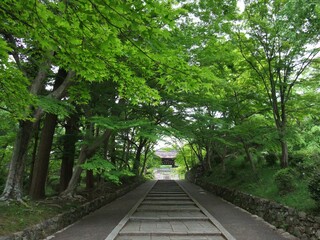 京都　毘沙門堂の新緑
