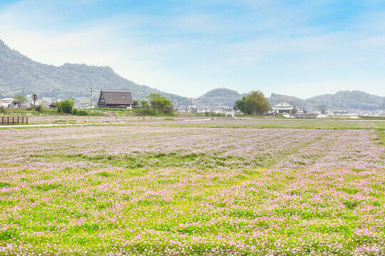 田舎の春の風景｜青空と蓮華草