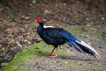 Male adult Svensson's Pheasant (Lophura swinhoii)