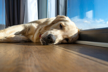 A young male golden retriever is resting on vinyl panels in the rays sun under the large terrace...