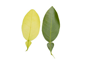 Green Lemon Leaf Front or Top view isolated on white Background
