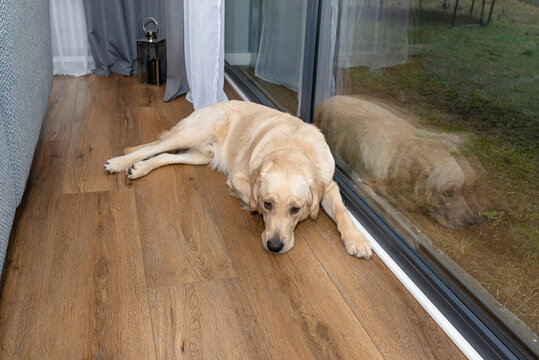 A young male golden retriever is resting on vinyl panels in the rays sun under the large terrace window in the living room.