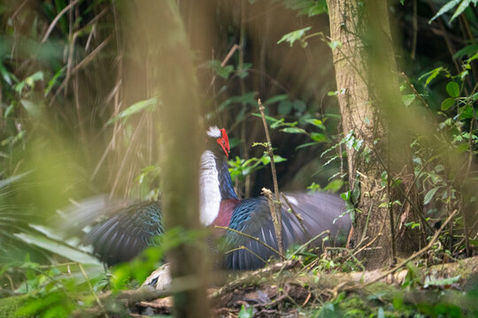 Male Adult Svensson's Pheasant (Lophura Swinhoii)