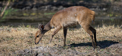 Bushbuck ( Tragelaphus Scriptus) Kruger National Park, South Africa