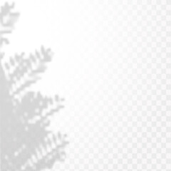 Realistic shadow of tropical leaves or branches on transparent checkered background. The effect of overlaying shadows. Natural light layout.