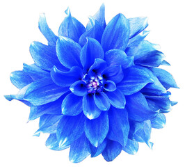 Watercolor  blue   dahlia.  flower  on white isolated background with clipping path. Closeup.  Nature.