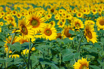 Hot summer idyllic blooming sunflower field view - 494671832