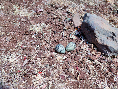 Egg of yellow-wattled lapwing egg in the nest