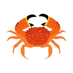 Crab illustration vector art isolated on white background