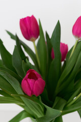 Tulip flowers of pink color