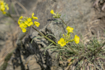fiori selvatici gialli spuntano tra le rocceyellow wild flowers among the rocks