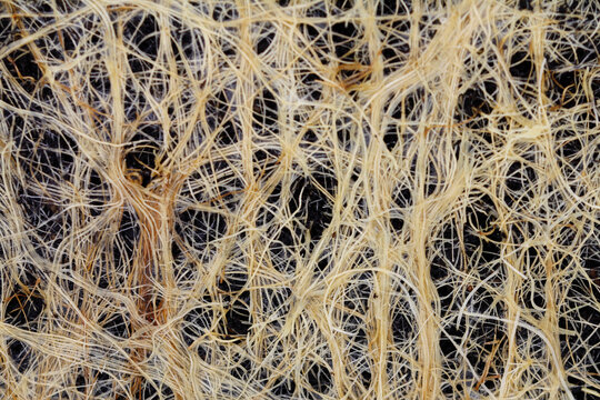 makroaufnahme von Triticum aestivum wurzeln