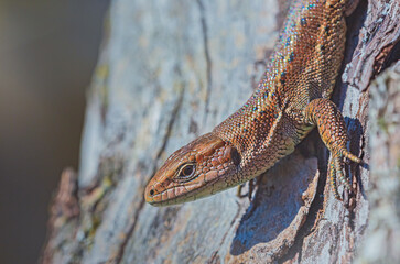 Common Lizard, Lacerta vivipara, single animal at sunshine