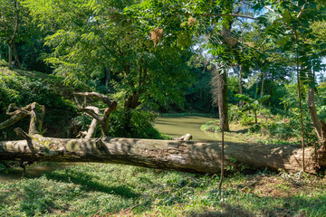 Big tree fell over the river in a beautiful forest. Beautiful, fabulous landscape on a sunny day