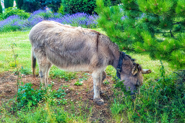 Naklejka na ściany i meble The domestic donkey with leather collar grazes the grass.