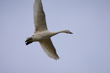 A swan flies in the fading light