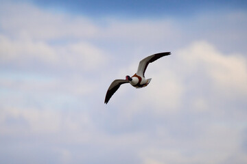 A shelduck flying in blue skies