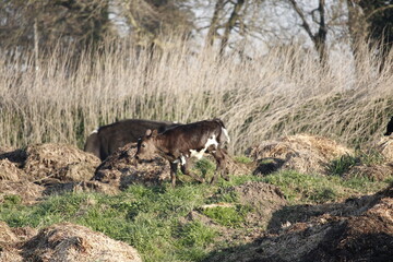veau