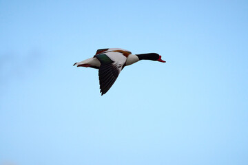 A shelduck flying in blue skies