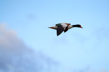 A shelduck flying in blue skies