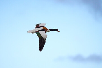 A shelduck flying in blue skies