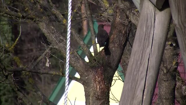 Am Baum h&uuml;pft ein Amselweibchen