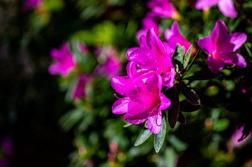 Fototapeta na wymiar blooming rhododendron