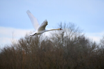 A swan flies in the fading light