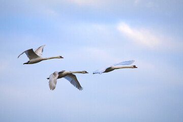 A family of swans flying