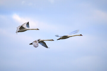 A family of swans flying © Jamie