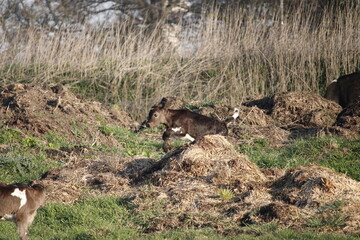 veau