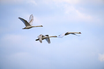 A family of swans flying