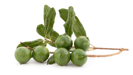 Macadamia fruits isolated on white background with clipping path.